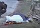 IMAGINI ȘOCANTE: CARUȚAȘ SPULBERAT DE O AUTOUTILITARĂ