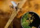 INSP: 2 cazuri de infecție cu virusul West Nile, confirmate în județul Iași în 2026