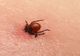 Începe sezonul căpușelor! Cum să ne păzim de nesuferitele insecte și ce să facem în cazul în care ne-a mușcat una