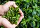 Praf și aer încărcat în casă? Iată plantele care îți pot veni în ajutor 