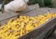Porumb contaminat din România - Olanda a notificat Sistemul de Alertă Rapidă pentru aflatoxină - Cât de toxică este