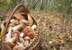 PELERINI ROMÂNI, INTERNAŢI ÎN SPITAL CU TOXIINFECŢIE DUPĂ CE AU MÂNCAT CIUPERCI CULESE DIN PĂDURE PE MUNTELE ATHOS